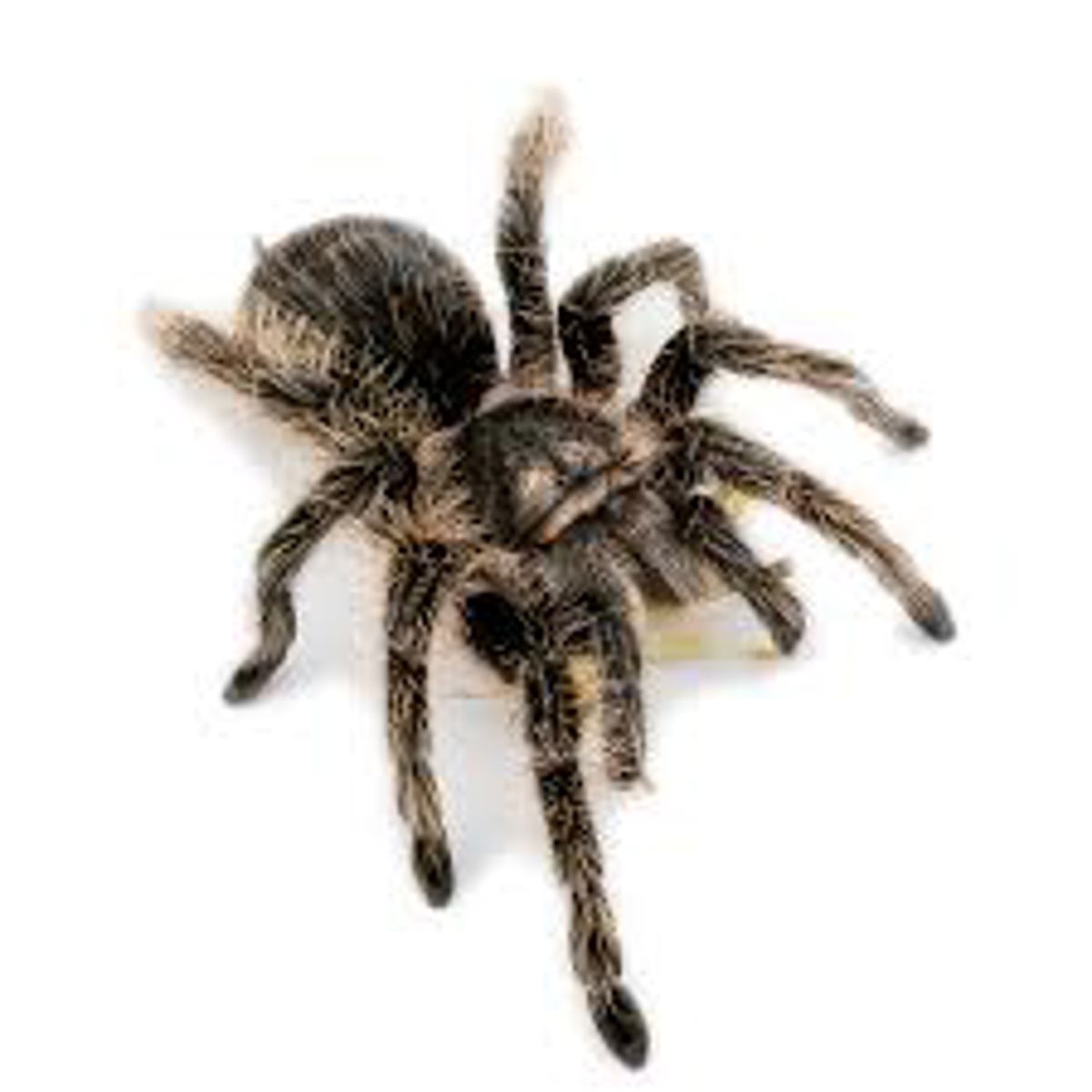 Curly Hair Tarantula