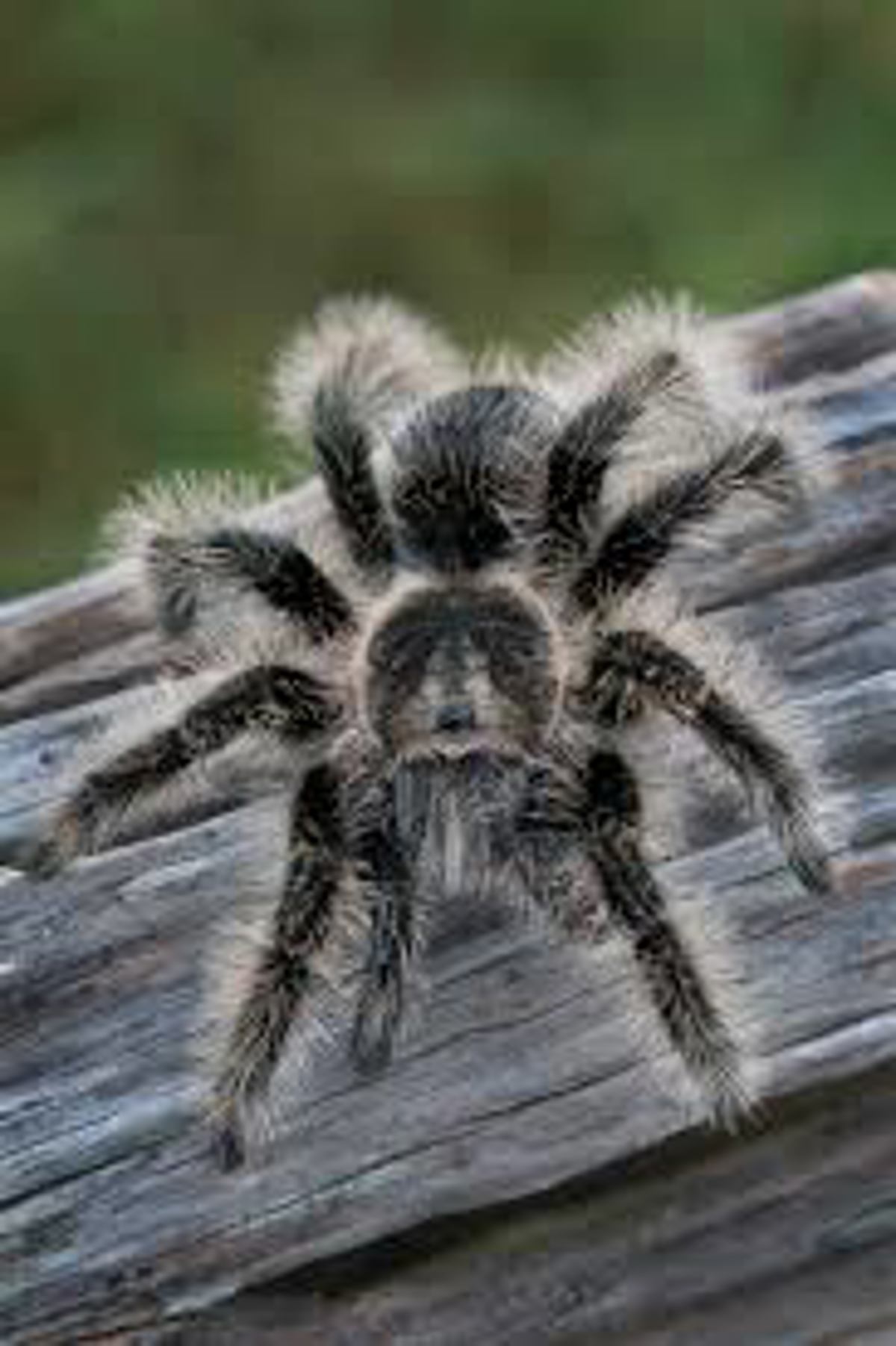 Curly Hair Tarantula