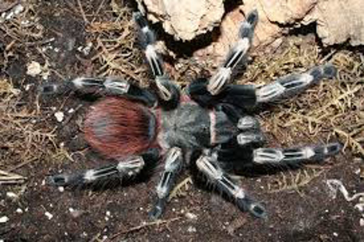 Brazilian Red & White