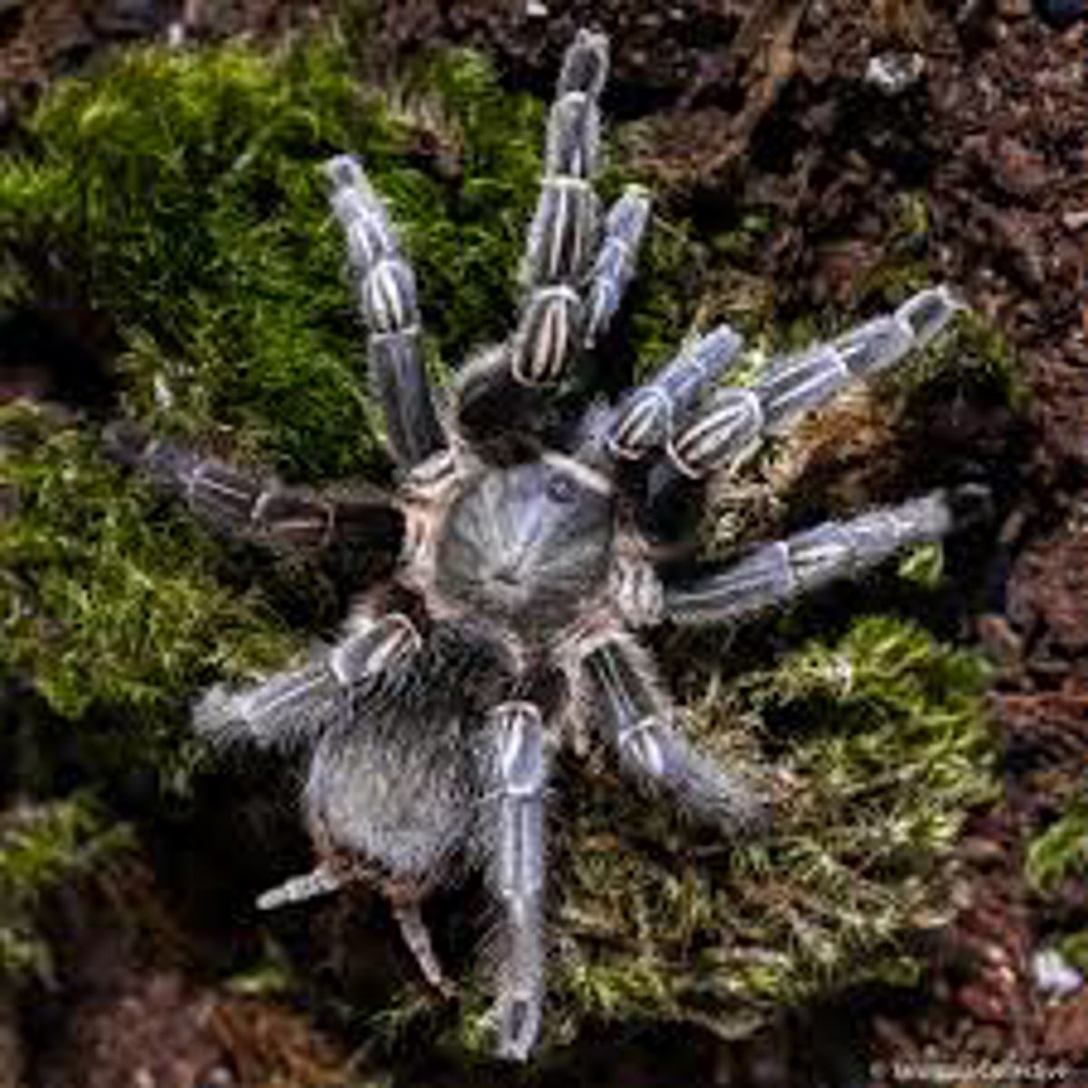 Costa Rican zebra Tarantula
