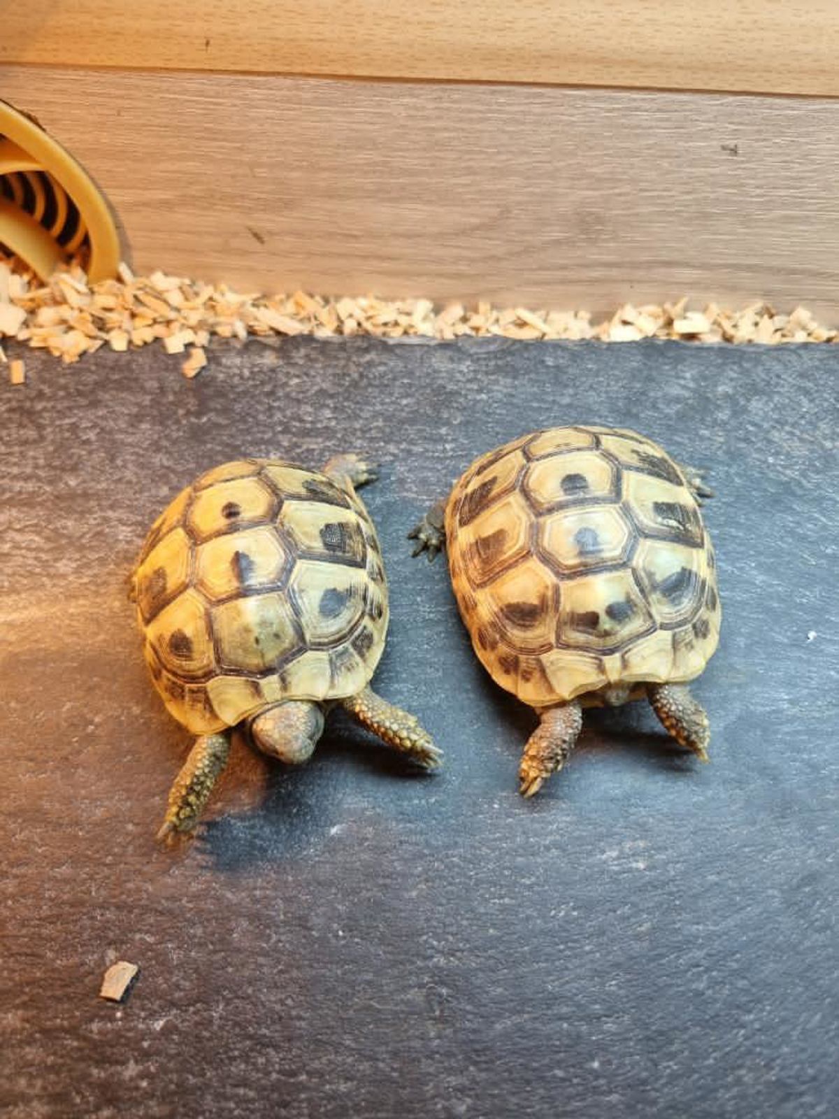 Hermans Tortoise