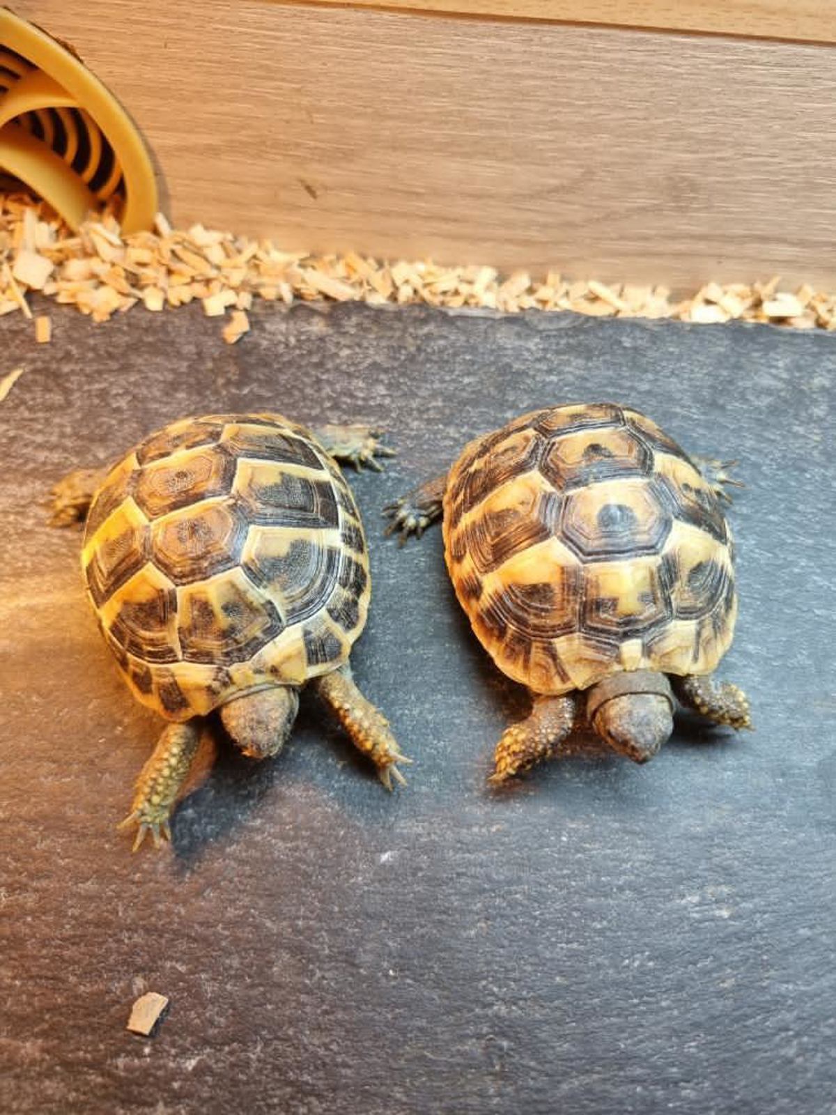 Hermans Tortoise