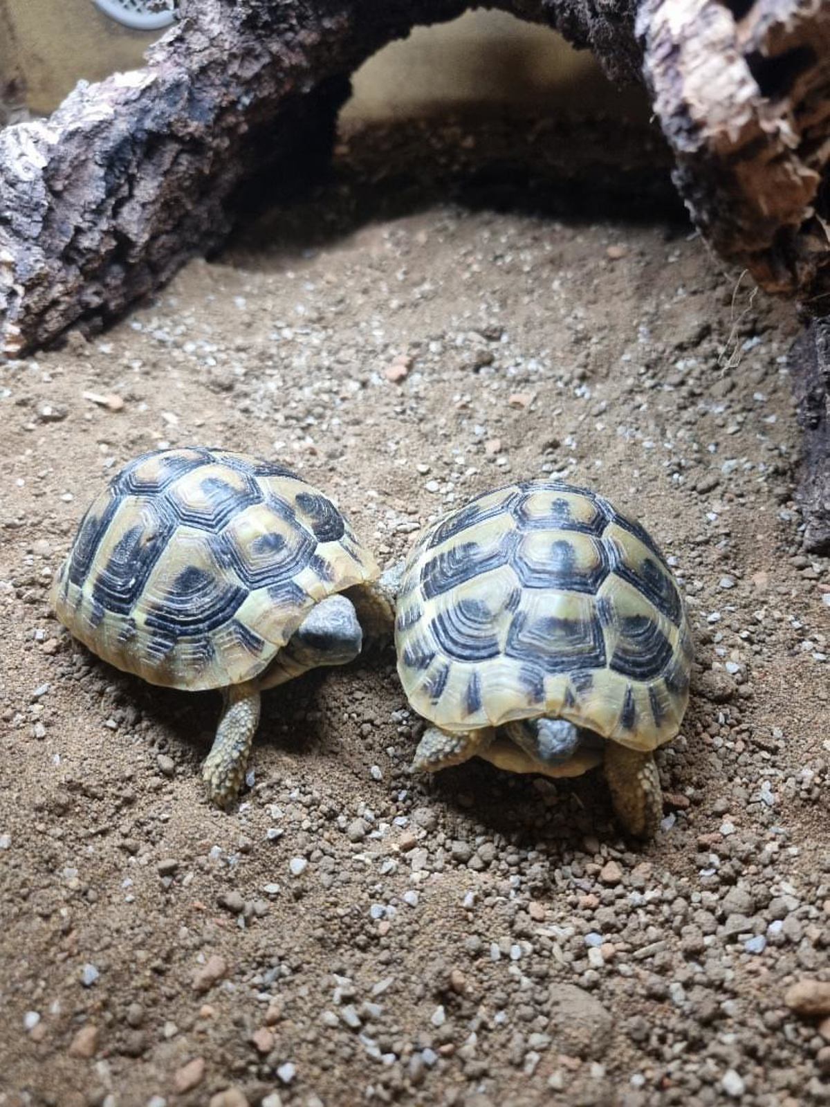 Hermans Tortoise