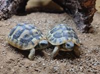 Hermans Tortoise
