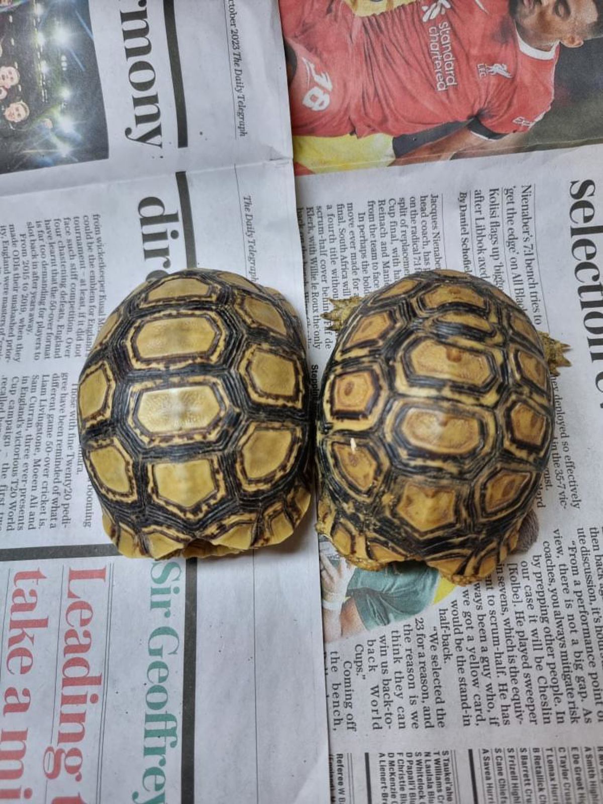 Leopard Tortoise
