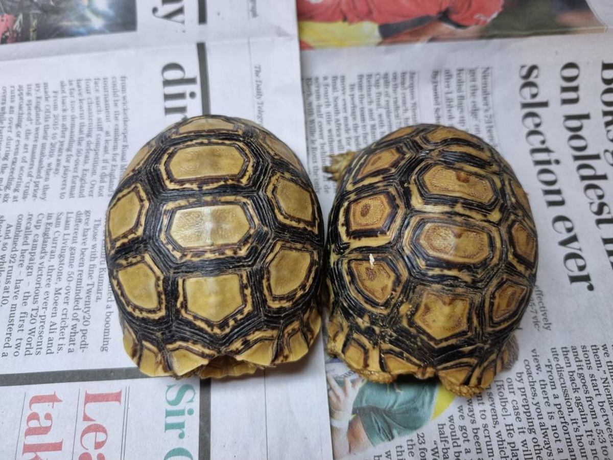 Leopard Tortoise