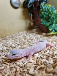 Leopard Gecko