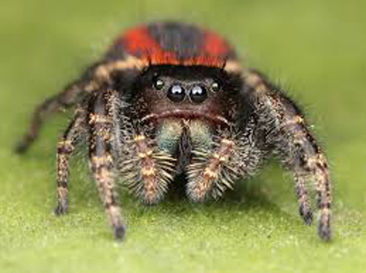 Widow Jumping Spider