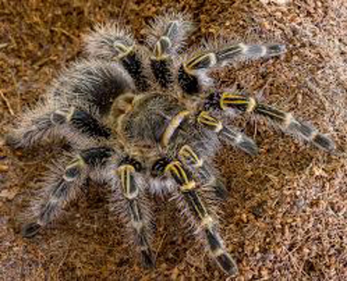 Chaco Gold Knee Tarantula