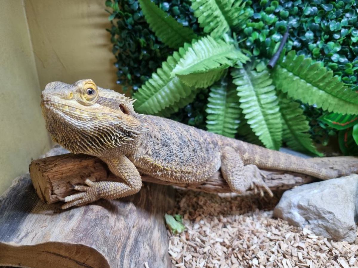 Bearded Dragon