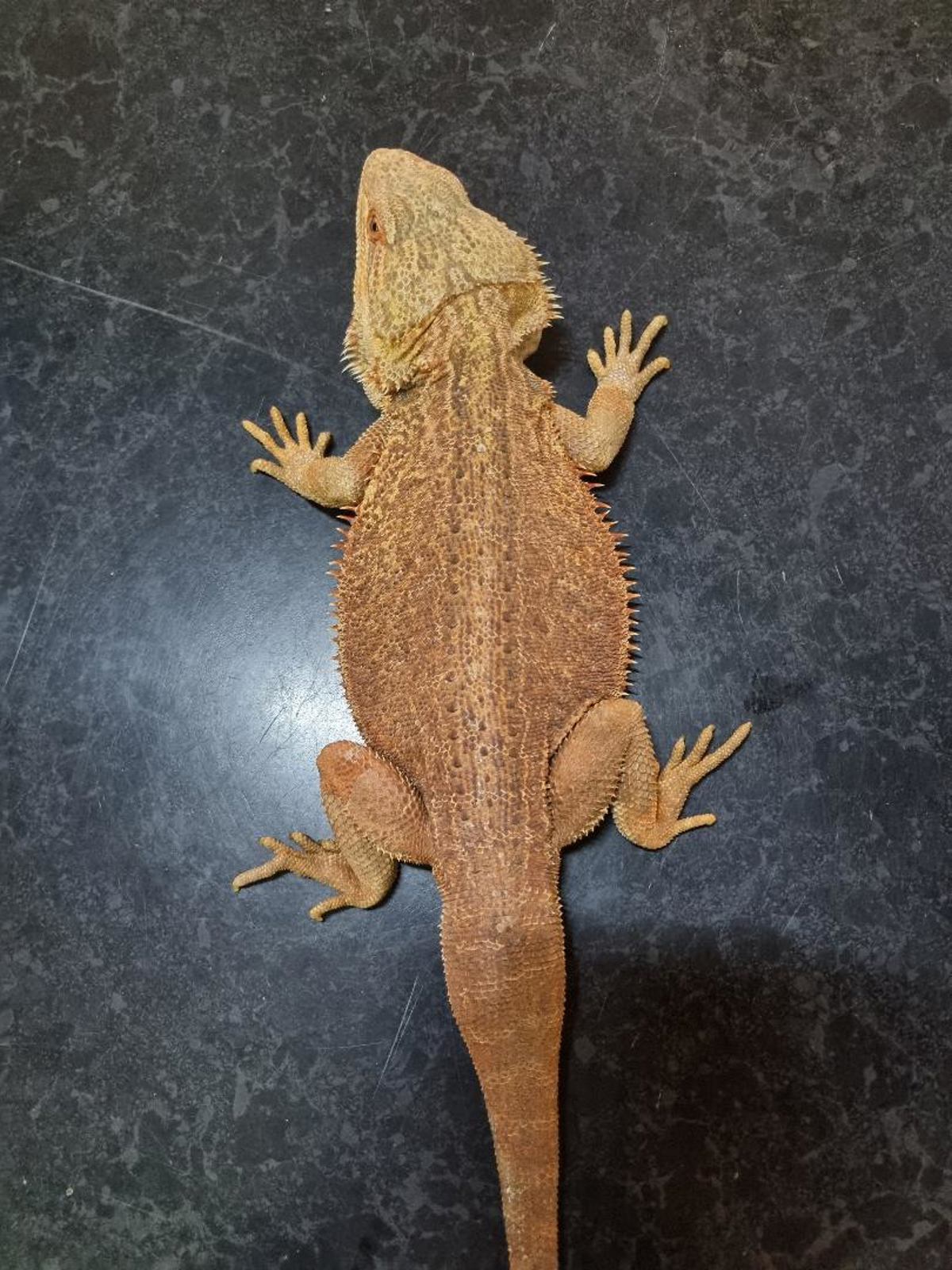 Bearded Dragon