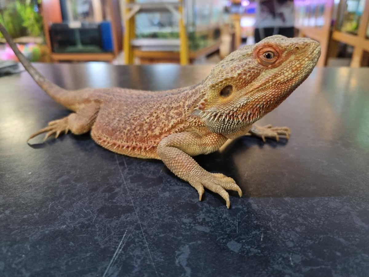 Bearded Dragon