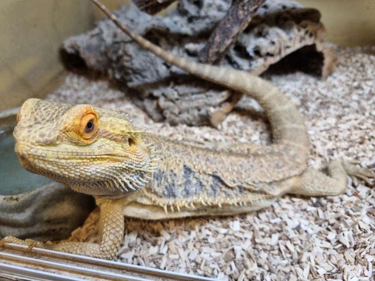 Bearded Dragon