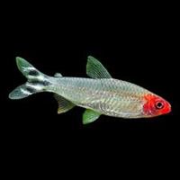 Rummy nose tetra