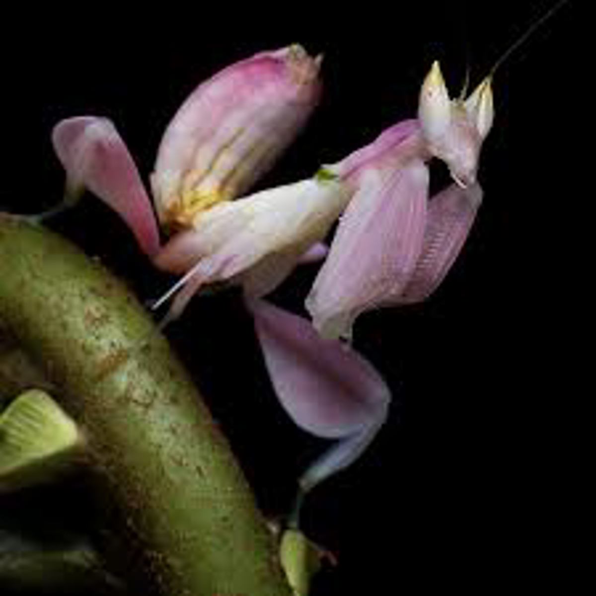 Orchid Mantis