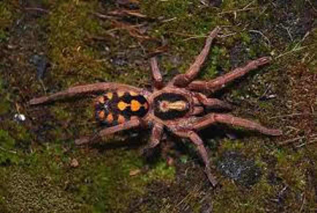 Pumpkin Patch Tarantula 