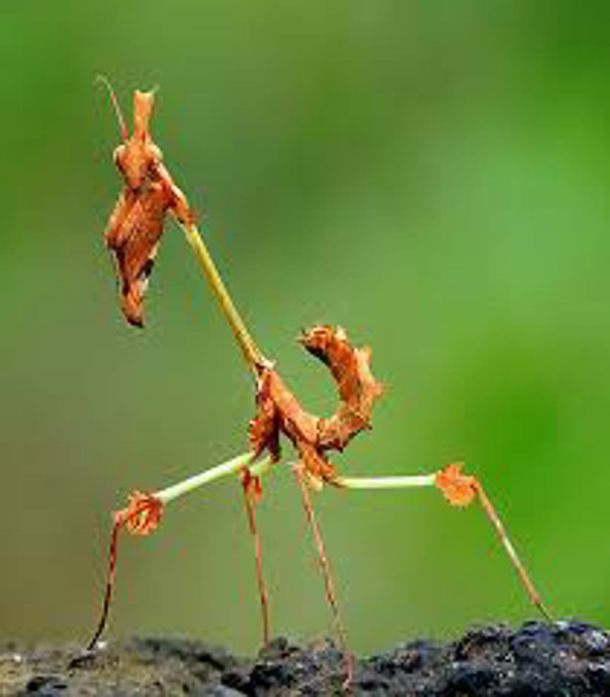 Wandering Violin Mantis