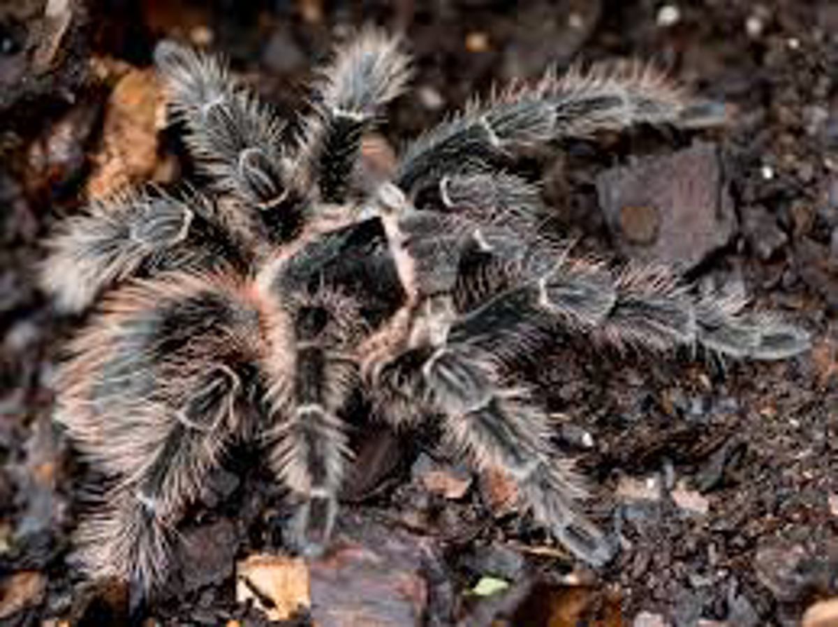 Salmon Pink Tarantula