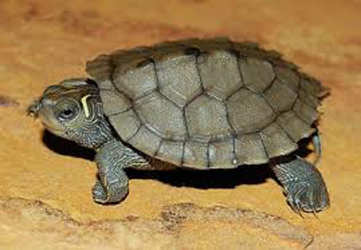 Mississippi Map Turtle