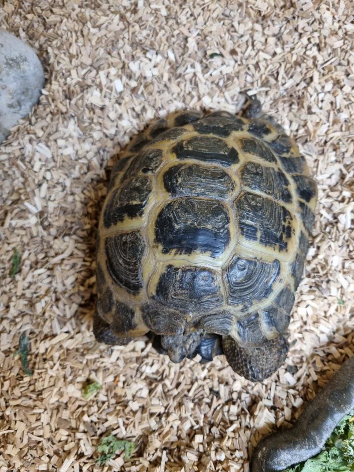 Horsefield Tortoise