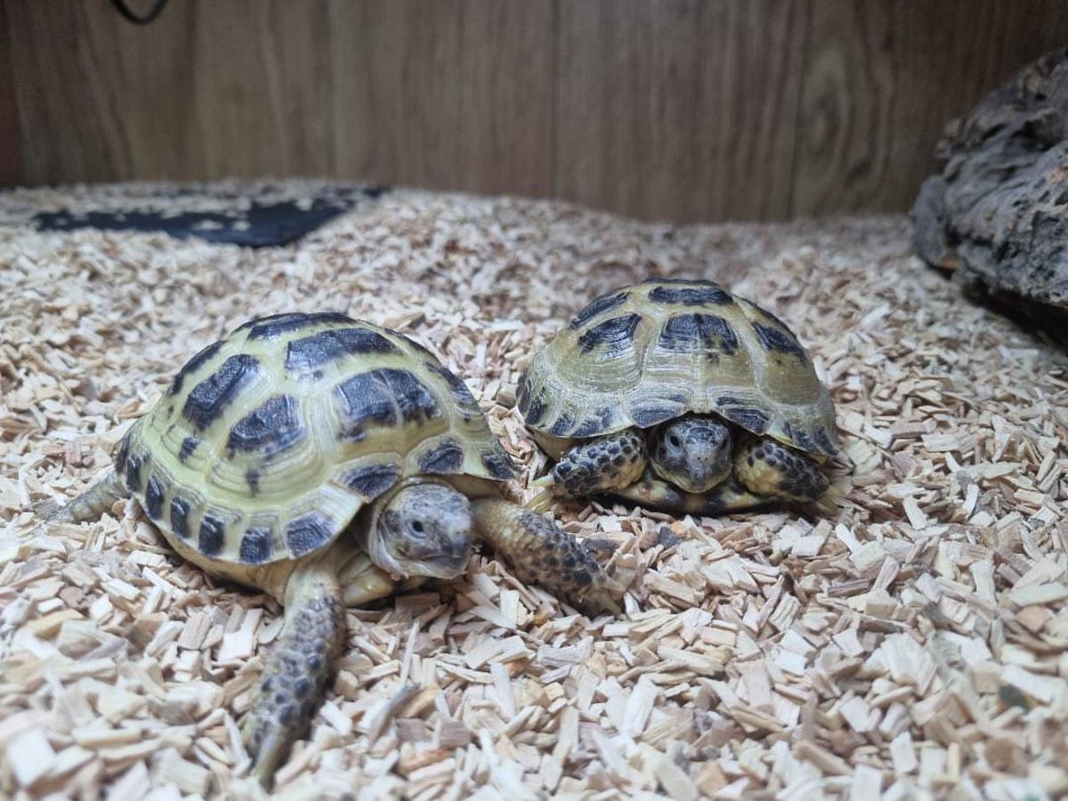 Horsefield Tortoise
