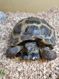 Horsefield Tortoise
