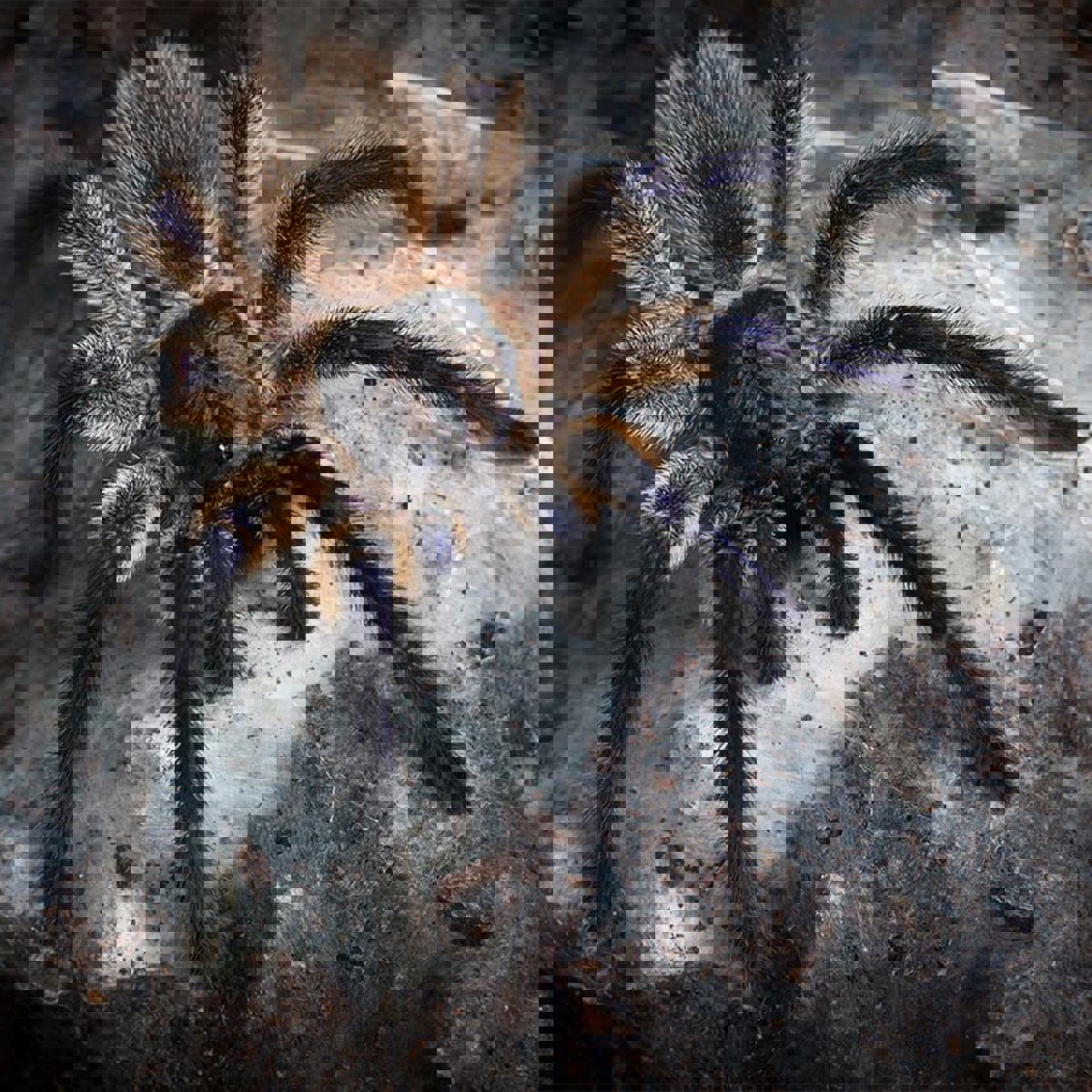 Socotra Island Blue Baboon tarantula