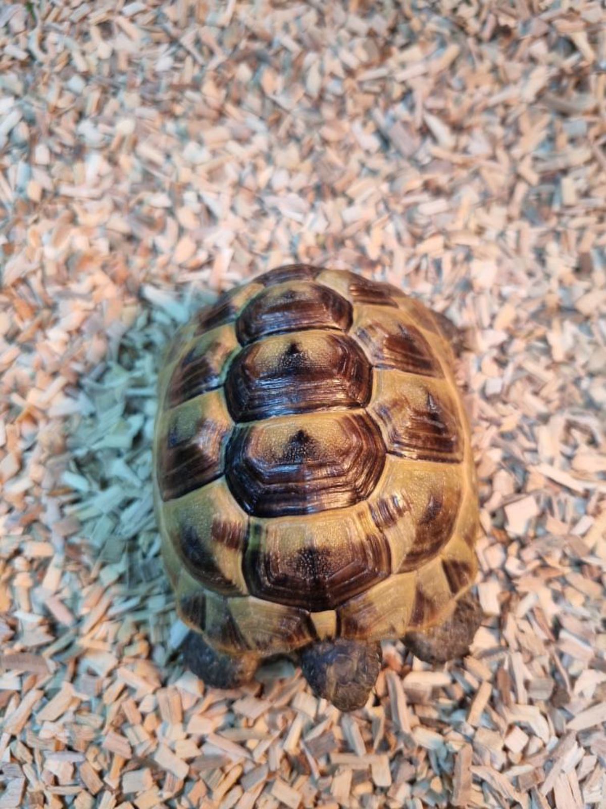 Spur-thighed tortoise