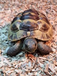 Spur-thighed tortoise