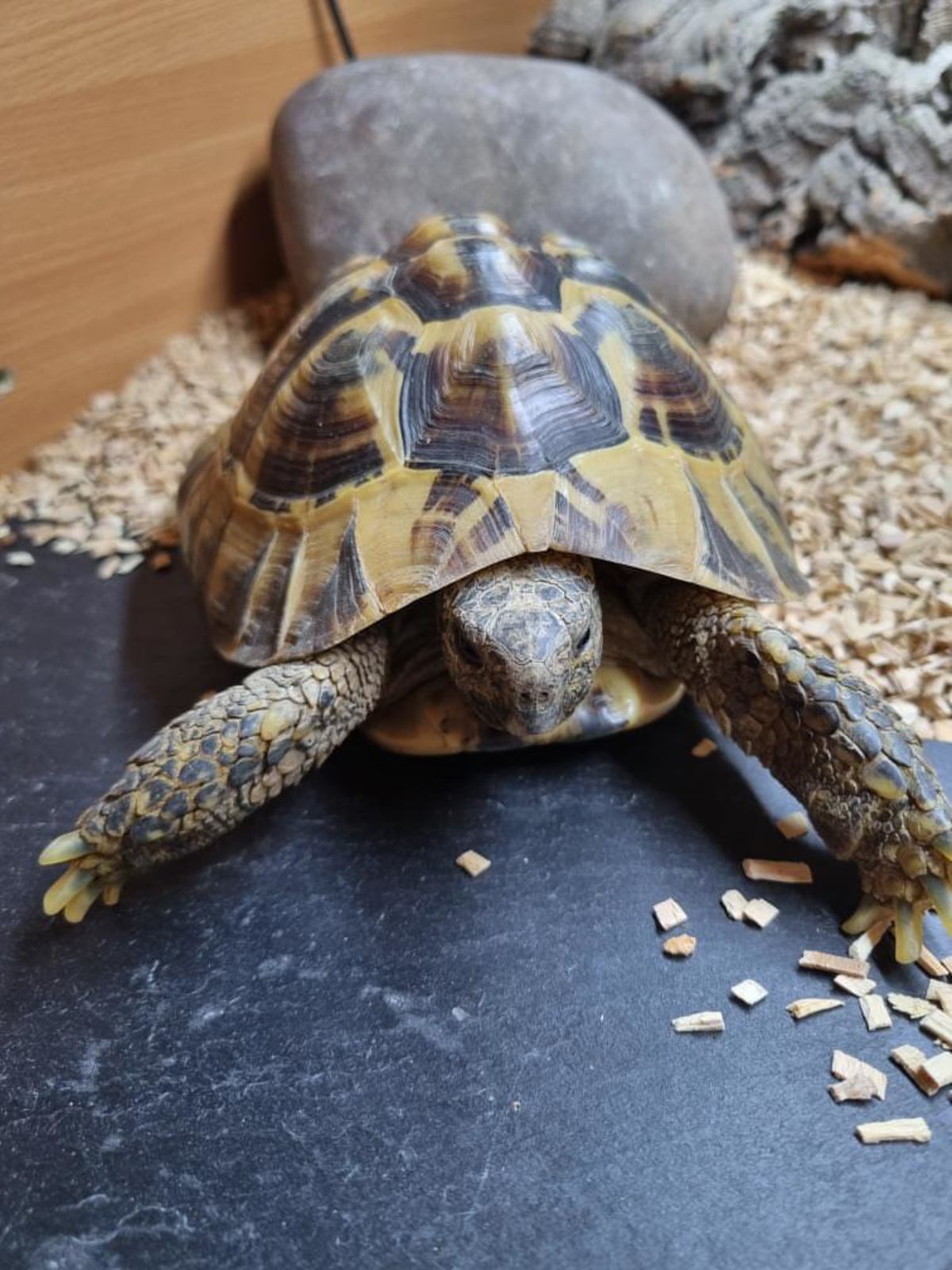 Hermans Tortoise 