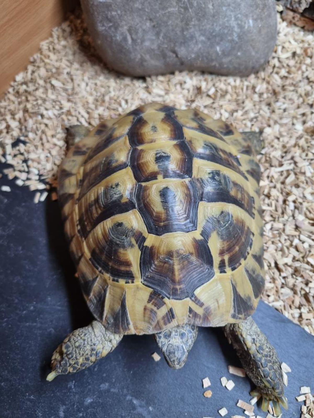 Hermans Tortoise 