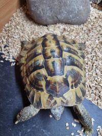 Hermans Tortoise 