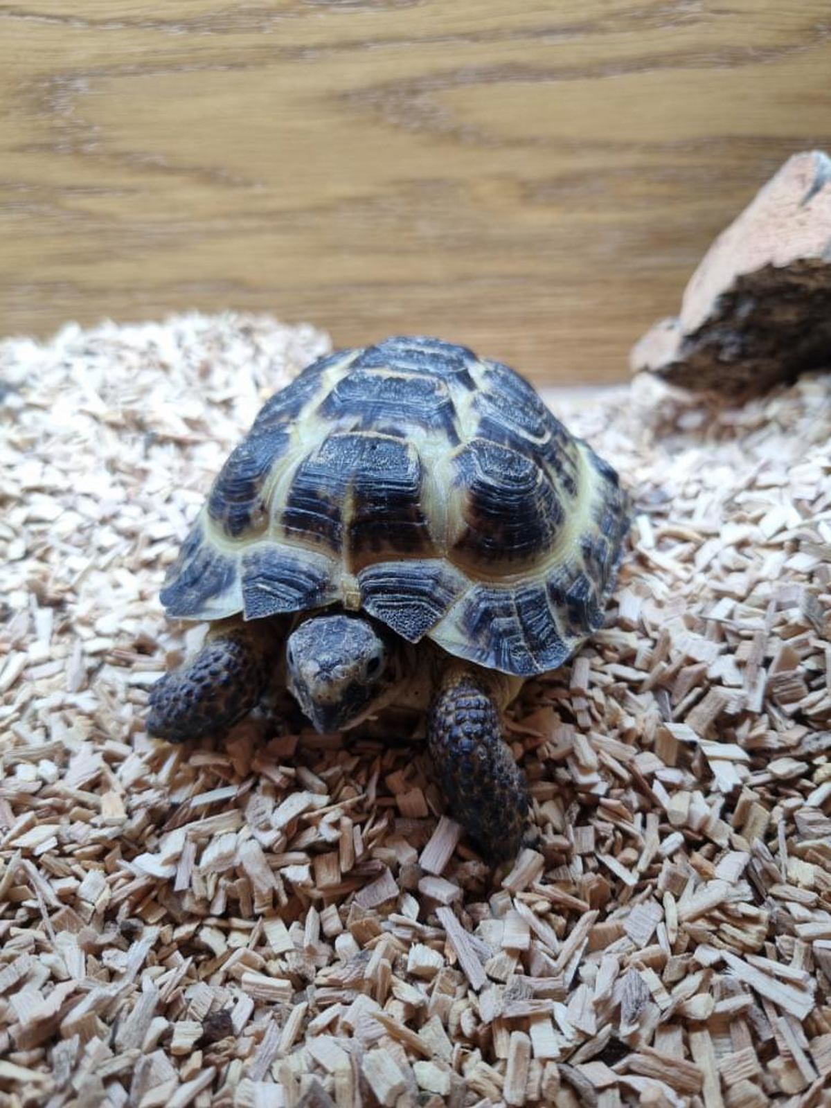 Horsefield Tortoise 