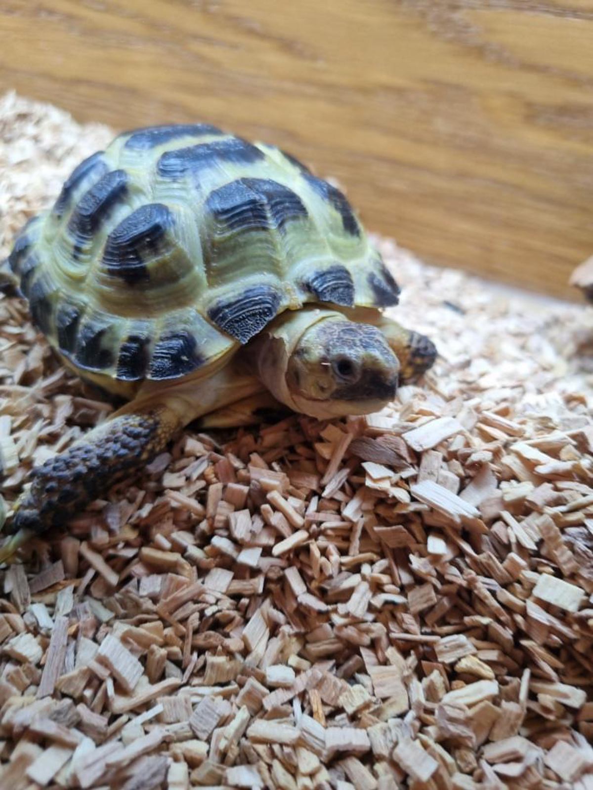 Horsefield Tortoise 