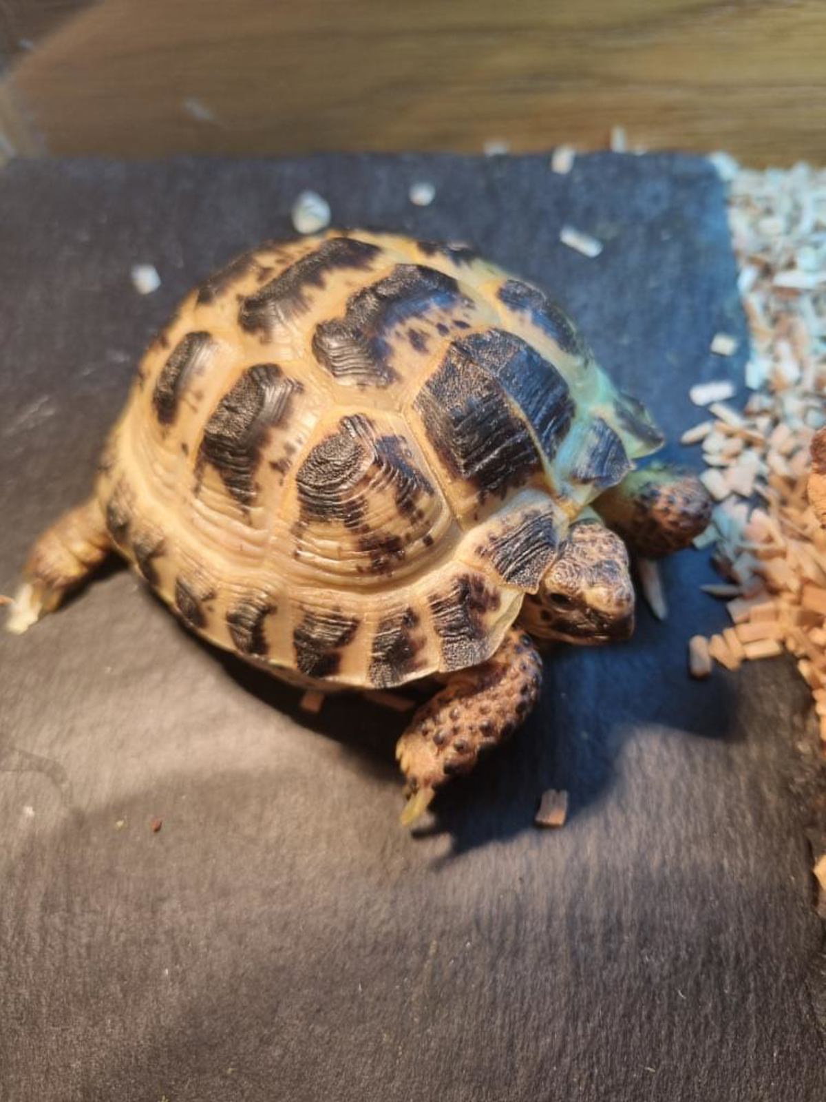 Horsefield Tortoise 