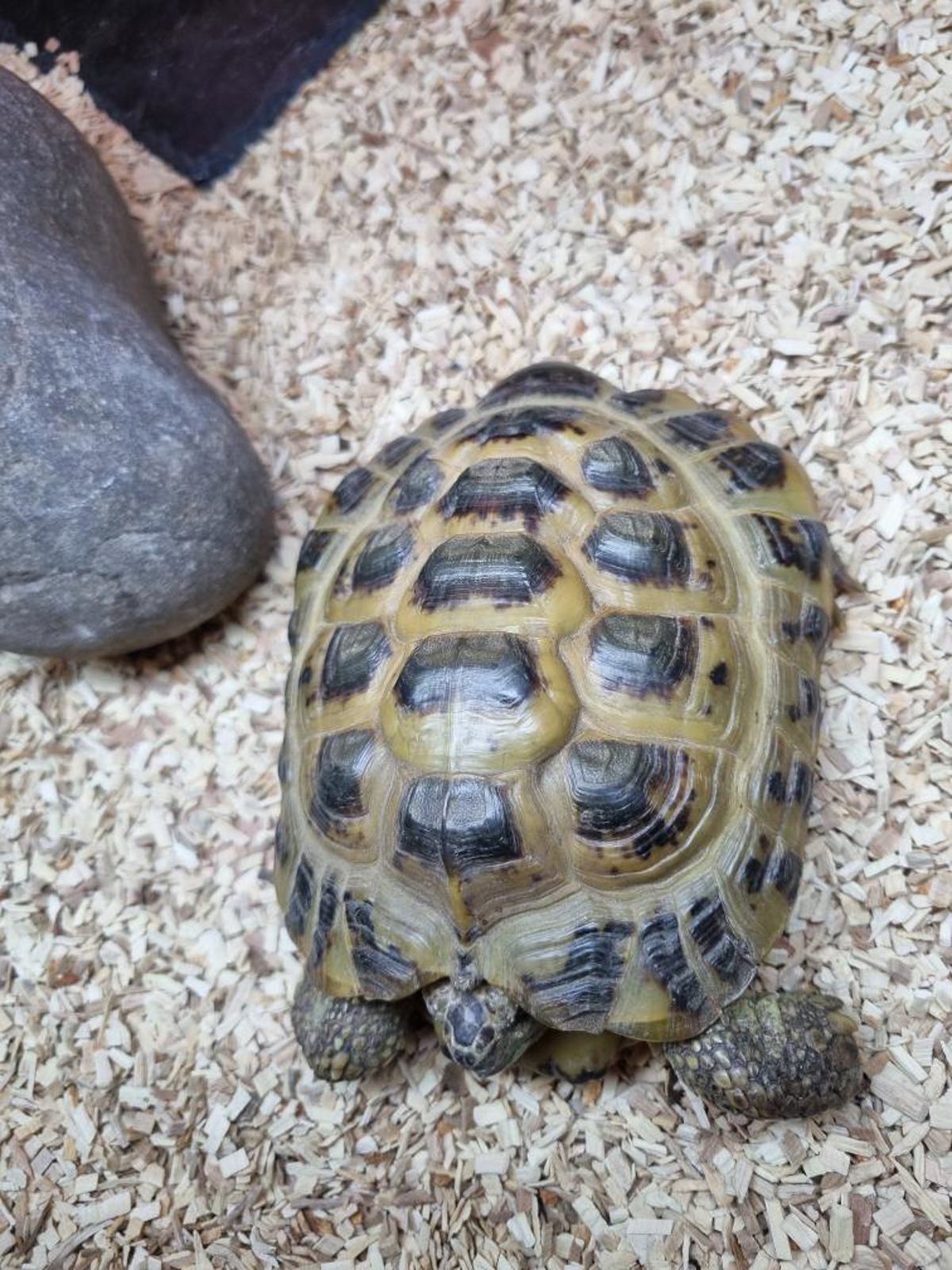 Horsefield Tortoise