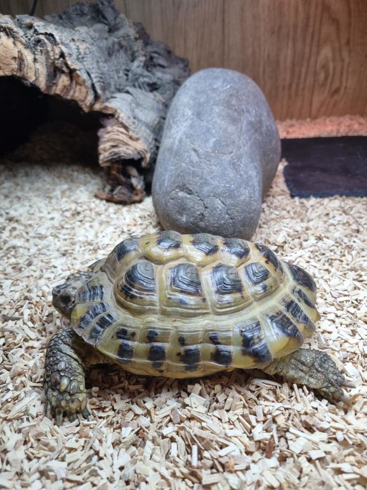 Horsefield Tortoise
