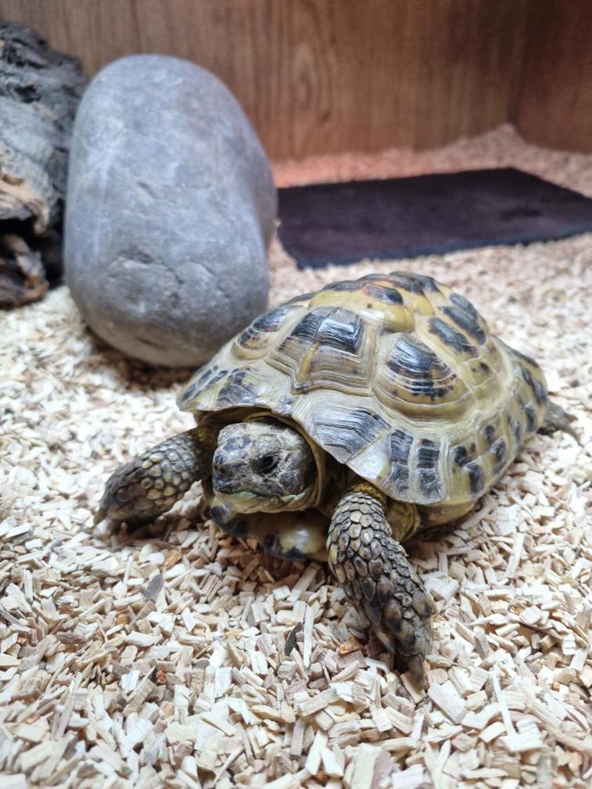 Horsefield Tortoise