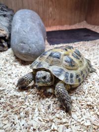 Horsefield Tortoise