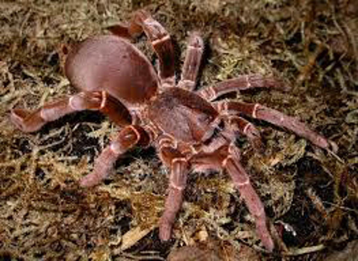 Hercules Baboon Tarantula