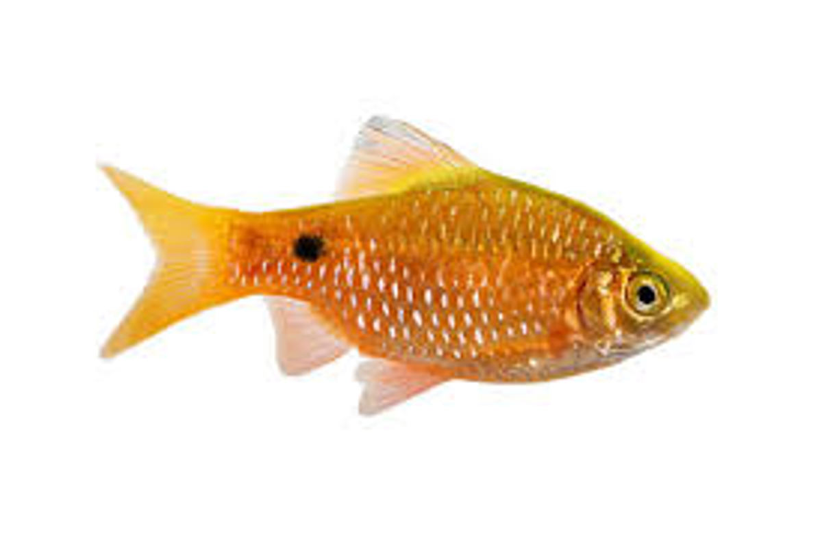 Rosy tetra