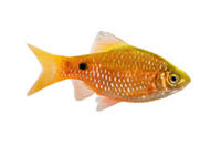 Rosy tetra