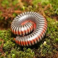 Thai Rainbow Millipede