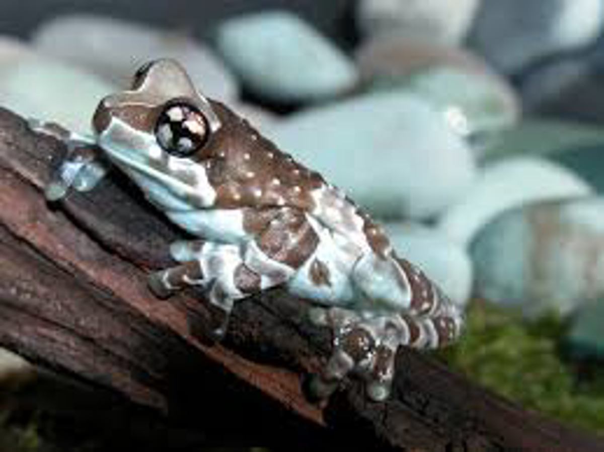 Amazon Milk Frog