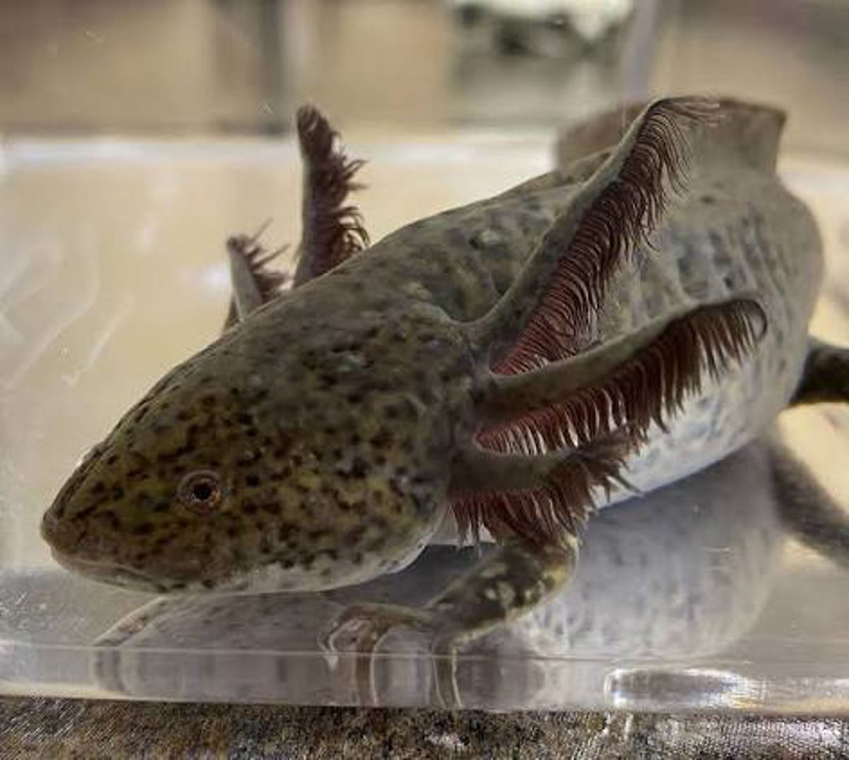 Axolotl