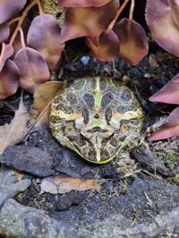 Horned Frog