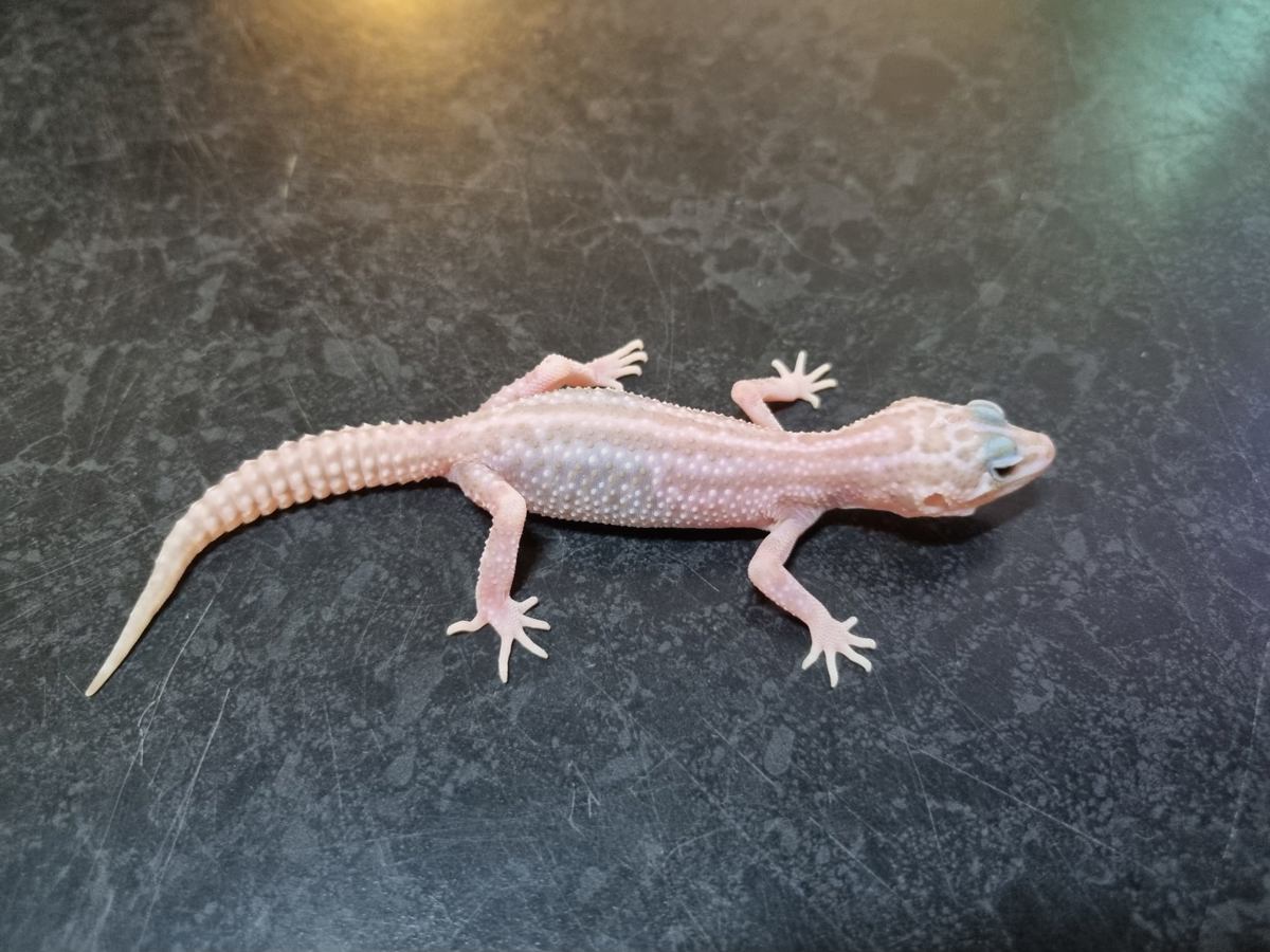 Leopard Gecko