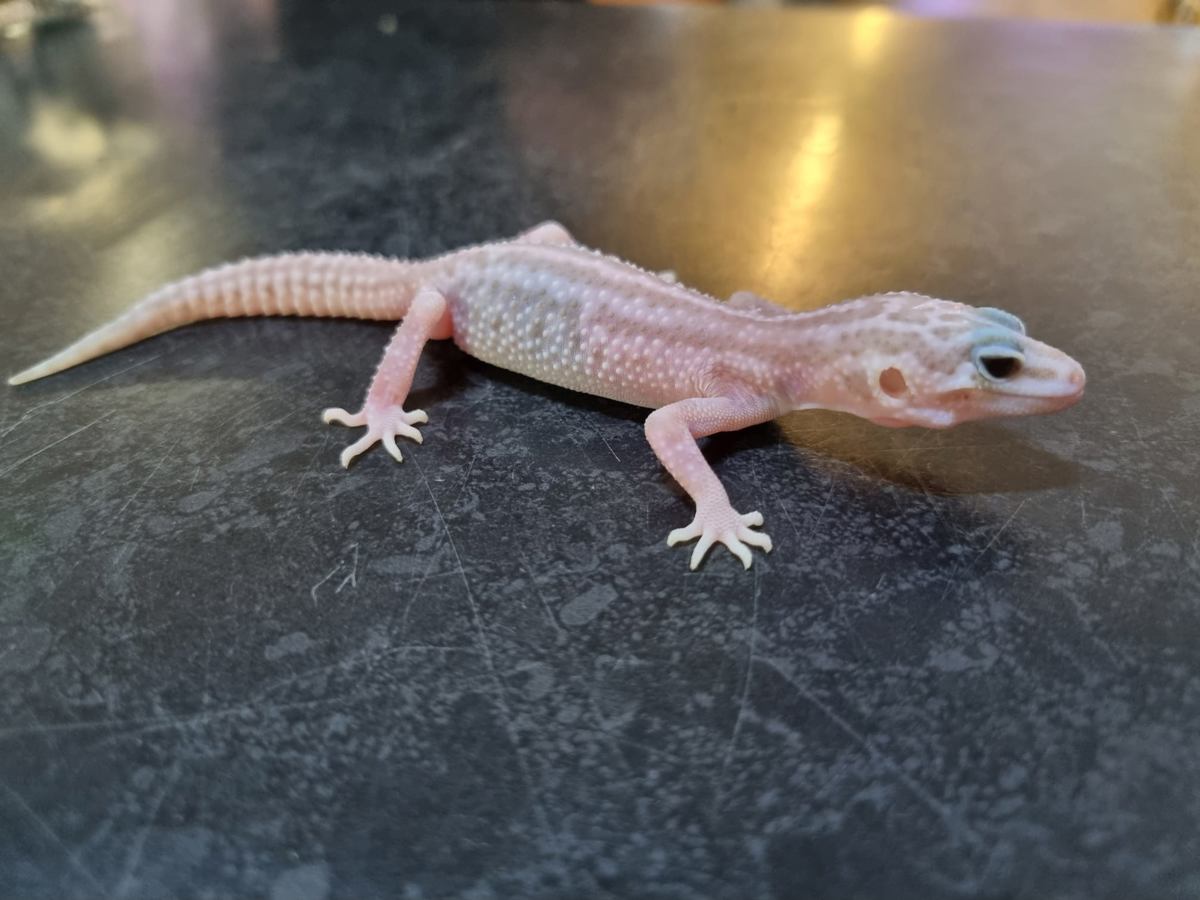 Leopard Gecko