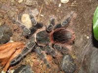 Bahia Scarlet Birdeater