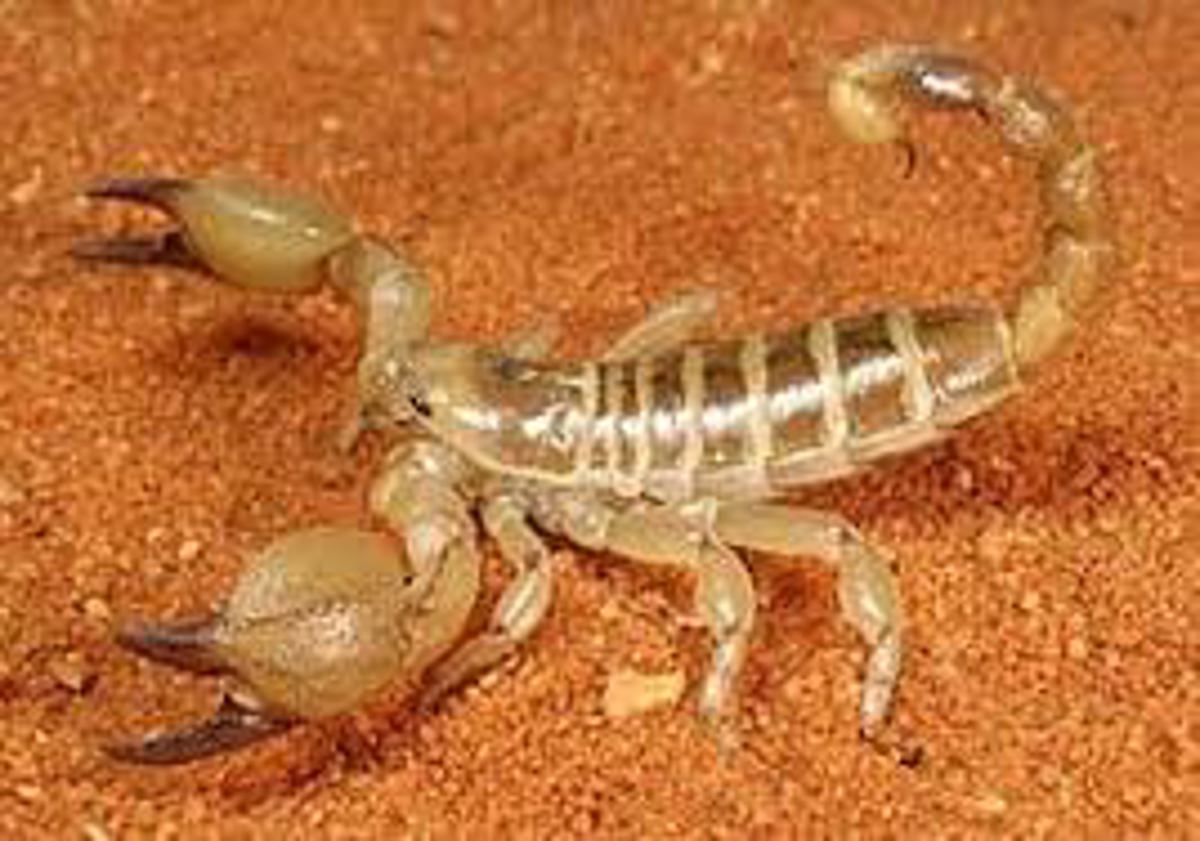 Large Clawed Scorpion